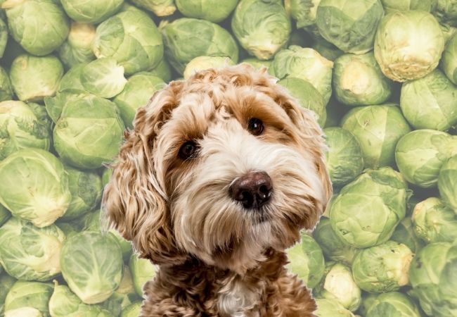 dog with brussel sprout background