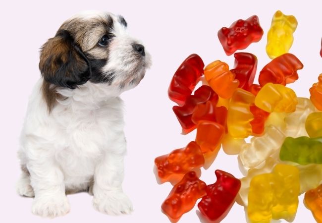 small puppy and gummy bears