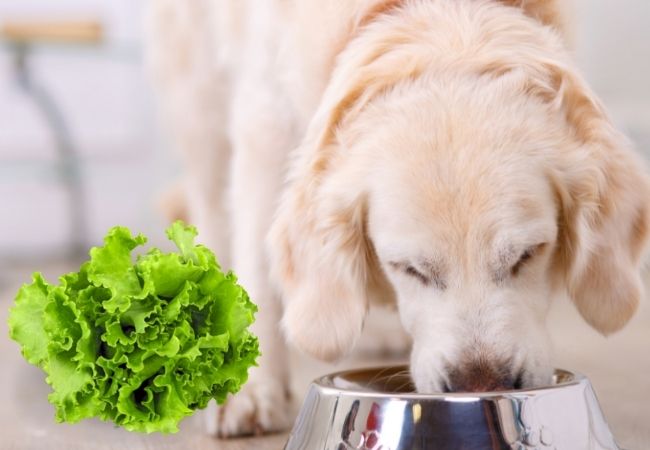 dog eating out of bowl with lettuce on side