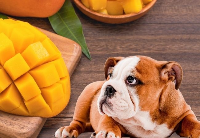 dog laying down and mango fruit