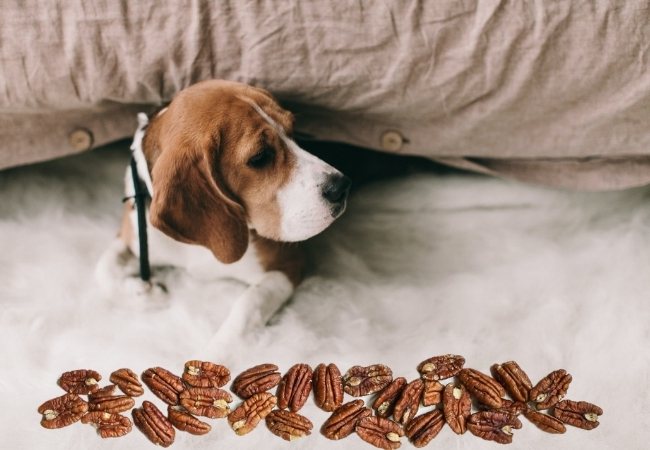 dog laying down with pecans