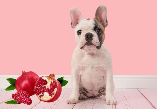 Can Dogs Eat Pomegranate? Is Pomegranate Safe For Dogs?
