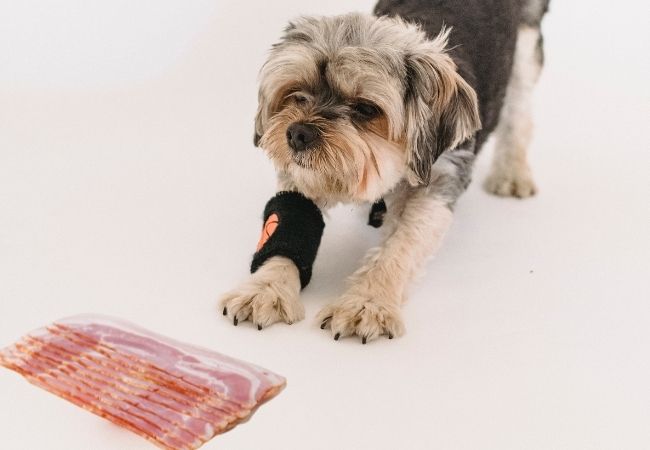 small dog with raw bacon