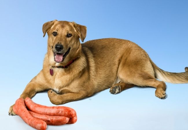 dog with sausages