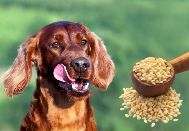 brown dog and sesame seeds