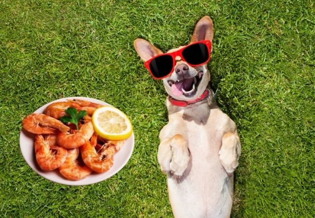 dog with sunglasses on grass and bowl of cooked shrimp
