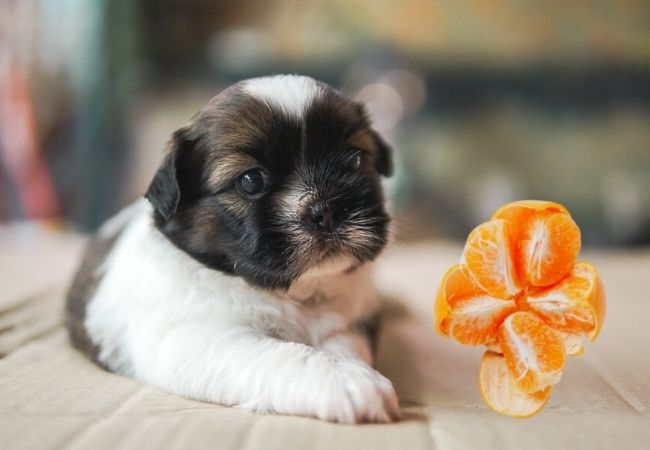 dog puppy laying down with tangerine