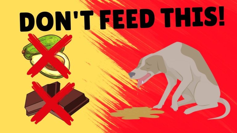 7 Foods That Can Kill Your Dog